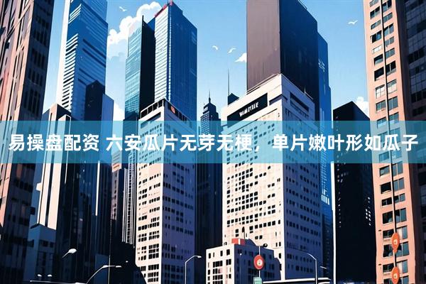 易操盘配资 六安瓜片无芽无梗，单片嫩叶形如瓜子